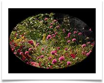 12 LPS Flowers July 2018 (Riviera)  CS  - Carol Sparkes